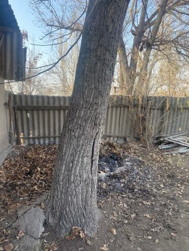 покупаю дом: Спил дерева на участке — профессионально и безопасно Предлагается — 1