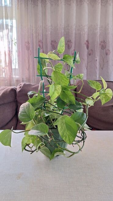 сколько стоят гипсофилы: Продаю комнатные растения. 1. Эпипремнум Есения, в горшке, с опорой - — 9