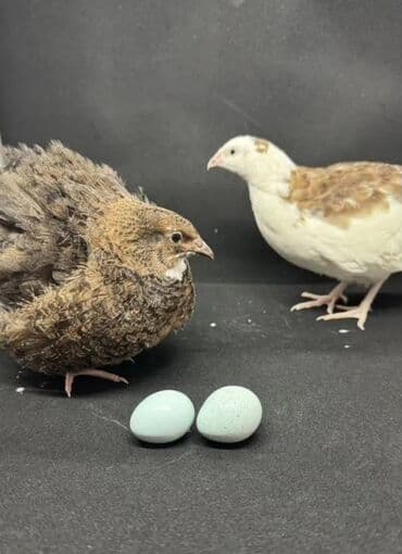куры доминанты: Продаю | Инкубационные яйца — 1