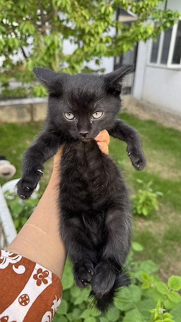 пит: Котята, домашний помет. - Окрас: два черных (плотный угольно-черный — 3