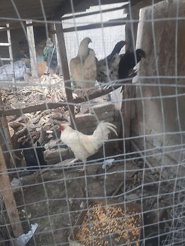 кошка породы мейн кун: Продаю | Куры | Для разведения — 2