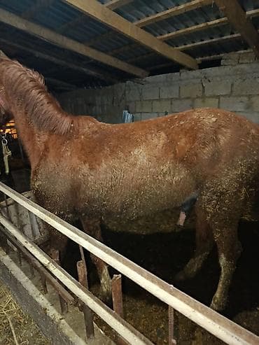 дакен тоок: Сатам | Байтал | Дончак | Жумушка — 1