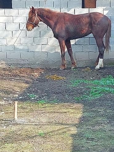 коня: Продаю | Жеребец | Конный спорт — 3