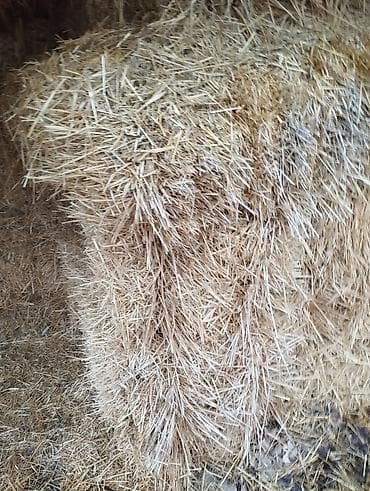 курица бишкек: Продается солома около 150 тюков, цена 150 сом за тюк — 1