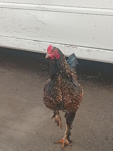 Продаю | Куры | Домашняя | Несушки