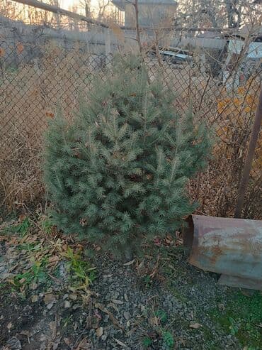 сучкорезы для обрезки деревьев: Ели голубые (Picea pungens, колючая ель) для озеленения участка. - — 5