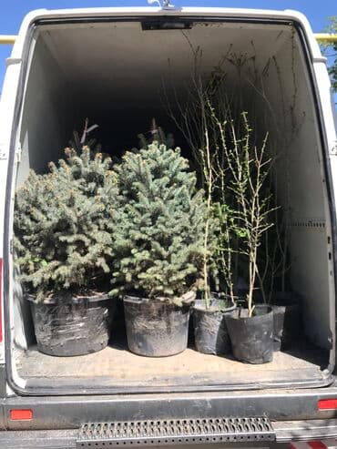 автоматический секатор для обрезки деревьев: В наличии голубые ели Размеры от 80 до 150см В горшках (летом — 2