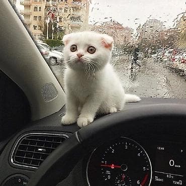 кошка шотландский: Белые котята шотландской вислоухой породы. 2 месяцев - Окрас — 2