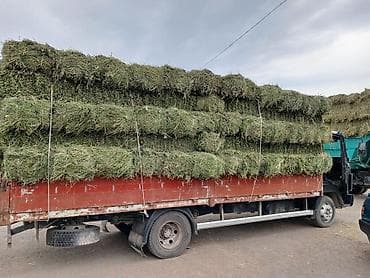 кукуруза батва: Беде клевер люцерно экспорсет с доставкой любой регион цена договорная — 2