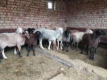 Зоотовары: Продаю | Баран (самец) — 1