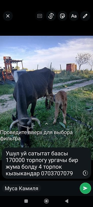 порода голштин: Продаю | Корова (самка) | Для разведения | После отела — 1