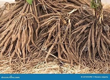 козий сыр: Спаржа Саженцы спаржи. Спаржа корнями. Спаржа саженцы. Район — 2