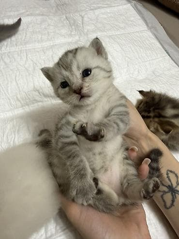 котята фолд: Шотландские котята (страйт и фолд), помёт разноколёрный: - Окрас — 2