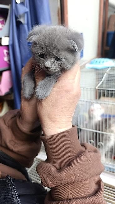 голубей: Скотиш Фолд (Шотландская вислоухая), 1 месяц, Девочка, Голубой, Приучена к лотку — 4