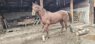 собака маленький: Продаю | Конь (самец), Жеребец | Полукровка, Английская | Для разведения, Конный спорт | Осеменитель — 2