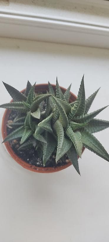 Алоэ: Суккулент Haworthia (гастерия/хавортия, разновидность с плотными — 2