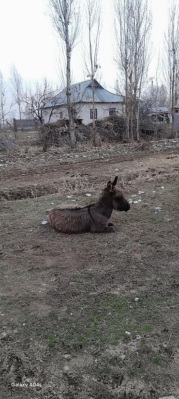 арпа урук бишкек: Ослы, пара молодых животных. - Порода: домашние ослы — 3