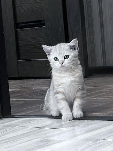 Скотиш Страйт (Шотландская прямоухая), 3 месяца, Девочка, Серебристая шиншилла, Приучена к лотку