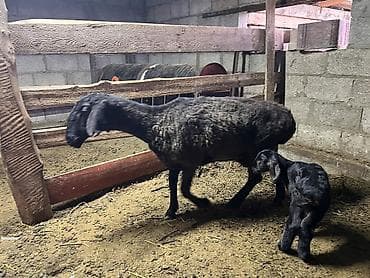 продаю баран сокулук: Сатам | Кочкор (эркек) — 3