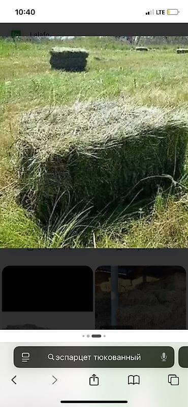 беде тюк: Продаю эспарцет тюкованный договорная — 1