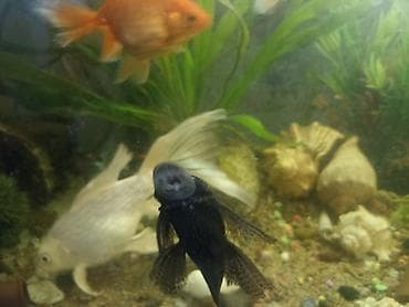 горбуша рыба: Аквариум на 50 литров заводской с крышкойс освещением . В него — 4