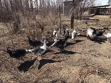 курица несушки: Продаю | Куры | Домашняя | Несушки — 5