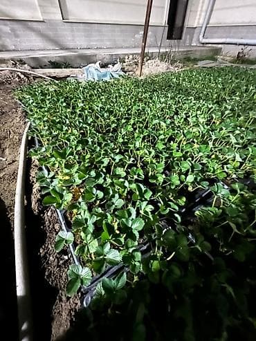 система полива: Рассада садовой земляники (клубники) в кассетах - Тип: кассетная — 3