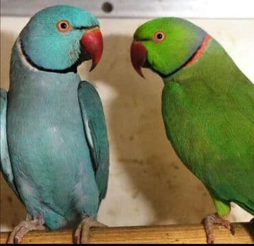 домик для волнистых попугаев: Александрийские попугаи хорошо приручаются к рукам а так же к — 9