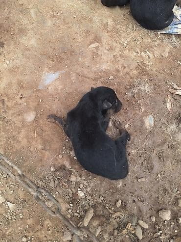 амстафф бишкек: Щенки немецкой овчарки апреля 3 родился - Щенки крепкие, 7000 и 6000 — 5