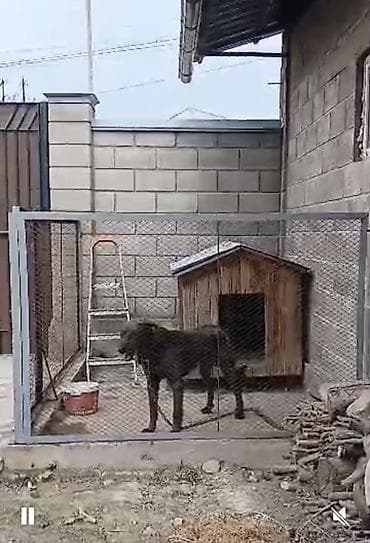gp pointer: Отдам даром в хорошие руки. Мальчик 5 лет. Злая собака — 1