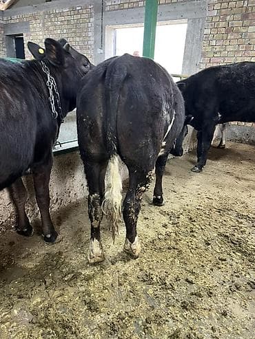 балык форель: Продаю | Тёлка | Бельгийская | На откорм | Привязанные — 1