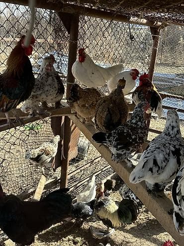 продаю животных: Яйца на инкубацию продаю 🥚 Карликовые голошейки и бентамки мини куры — 4