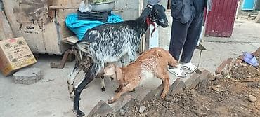 ротвейлер сучка: Продаю | Козёл (самец) | Для молока | Котные — 5