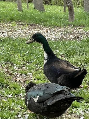 утки мандаринки: Домашние утки (2 шт.) - Порода: декоративно-мясное направление — 1