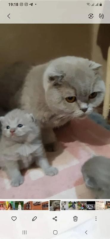 цена бенгальского кота: Готовятся к продаже котята (скоттиш страйт и скоттиш фолд мальчики. и — 8