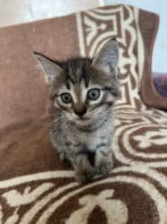 в связи с переездом отдам попугая жако в добрые руки: От дам в добрые руки ! — 3