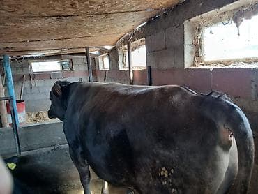 ээр токум тердик: Продаю | Бык (самец) | На откорм | Привязанные — 4