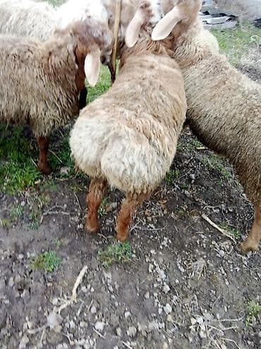 тазы собака: Сатам | Кочкор (эркек) | Көбөйтүү үчүн — 2