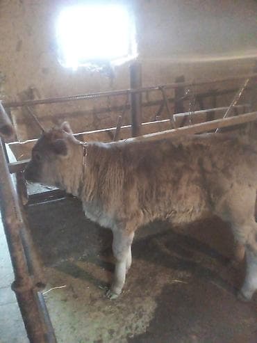 инд: Продаю | Тёлка | Полукровка | На откорм | Искусственник — 3