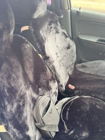 пружина матиз: Daewoo Matiz: 2009 г., 0.8 л, Автомат, Бензин, Седан — 6