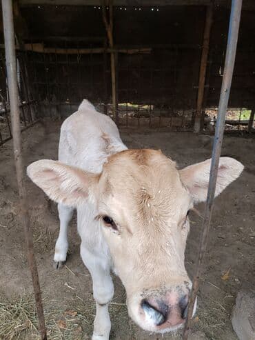 собаки для охраны: Продаю | Бык (самец) | Алатауская | На откорм — 1