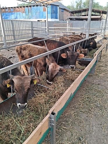 тай полукровка: Продаю | Бык (самец) | Полукровка | На откорм | Привязанные — 2