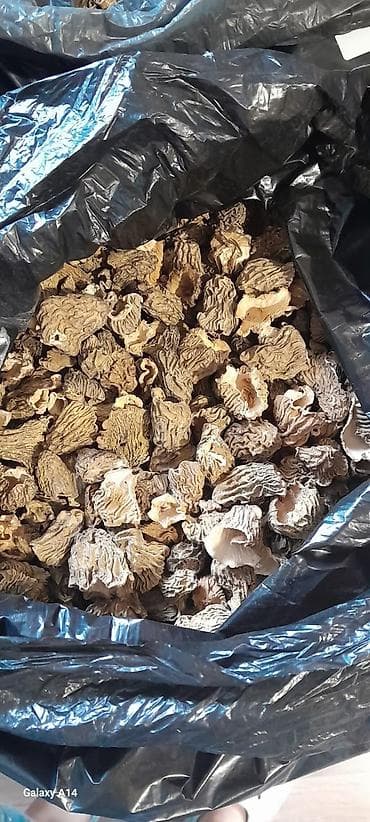 Продукты питания: Сушёные сморчки (Morchella) - Натуральные лесные грибы, высушенные до — 2