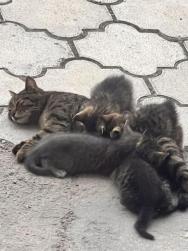 кошке: Котята от домашней кошки - Окрас: преимущественно тигровый (табби) и — 1