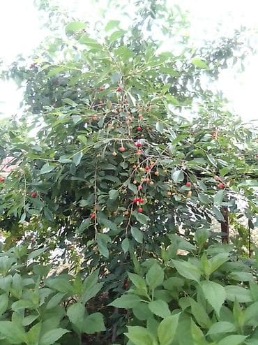 новые дома: Продам дом! г.Кемин (Быстровка) 70 кв.м. 9 соток. Есть гараж, сарай — 4