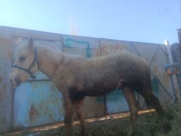 мал айдаган иттер: Сатам | Тай | Жумушка — 3