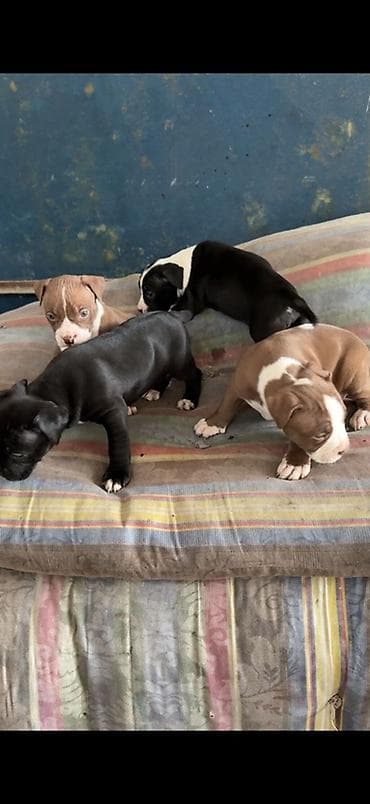 акита щенок: Щенки Амстафф. Родились 22.12.25 Окрас в помёте разный: - чёрные с — 3