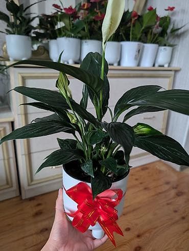 цветы антуриум: Комнатные растения в горшках - Антуриумы (красные и белые соцветия) — 1