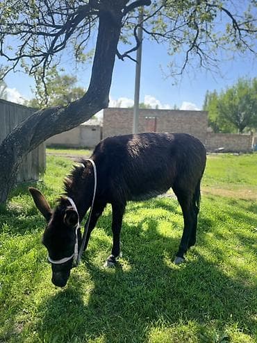 Осёл (молодой, тёмной масти) - Порода/тип: домашний осёл - Масть