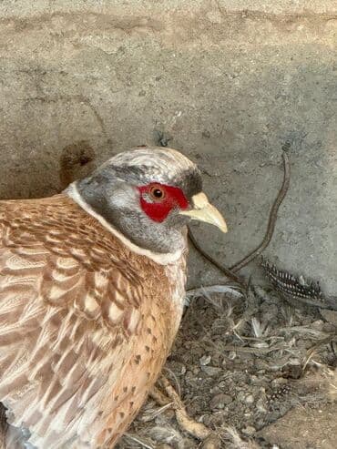 фазан кеклик: Фазаны — 3